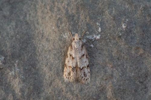 Réf. 244 635 : Symmoca signatella